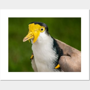 Australian Masked Lapwing (Plover) Posters and Art